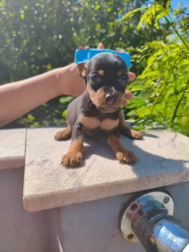 Filhote de Pinscher lindo disponível agora