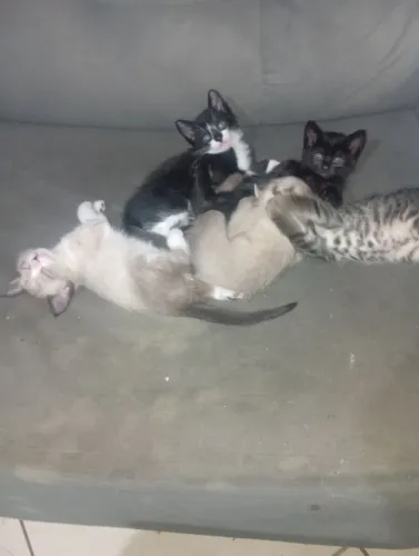 Doa de gatinhos