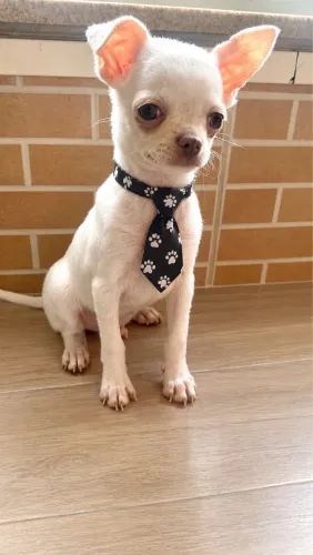 Chihuahua pelo curto branco