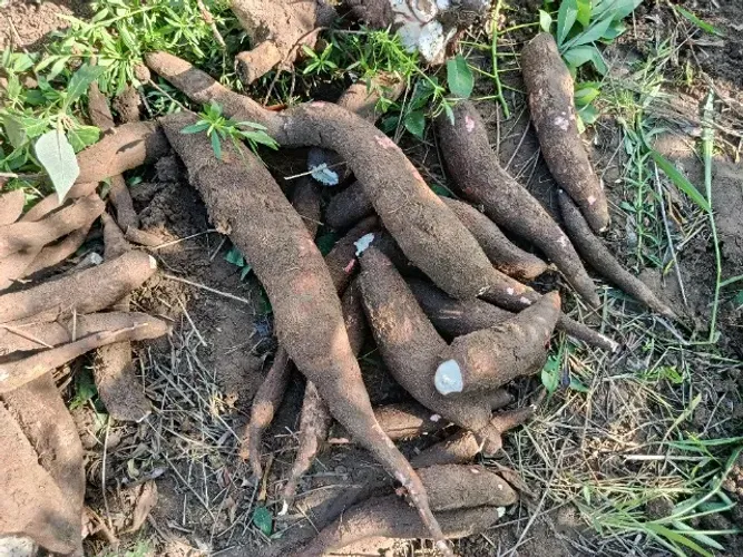 Macaxeira a caixa 30 reais