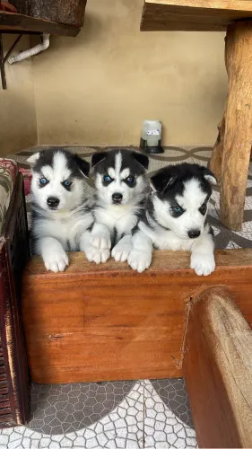 Filhotes de Husky siberiano 