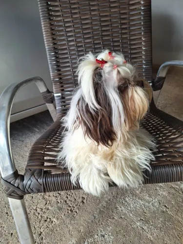 Shih Tzu