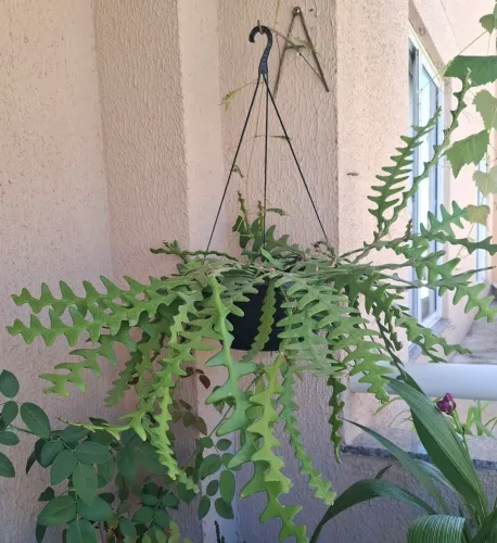 Planta Sinhaninha adulta.
