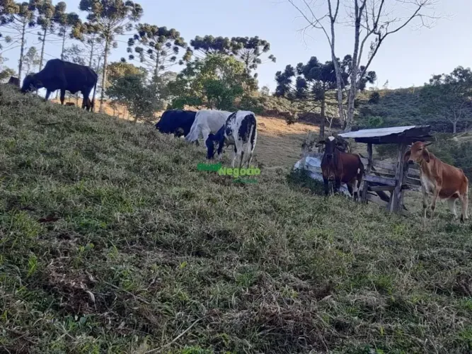 SÍTIO SEM BENFEITORIAS NO PARAIBUNA EM CUNHA-SP
