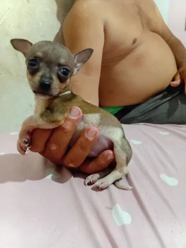 Cachorrinho 