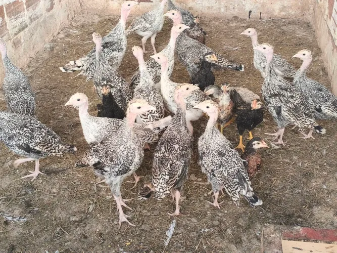 Peru filhotes