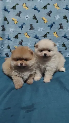 Filhote spitz Alemão anão ( popularmente chamado lulu da pomerânea)