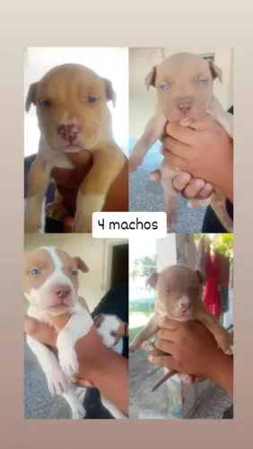 FILHOTES DE PITBULL MONSTERS