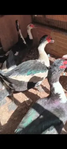 Patos machos e fêmeas
