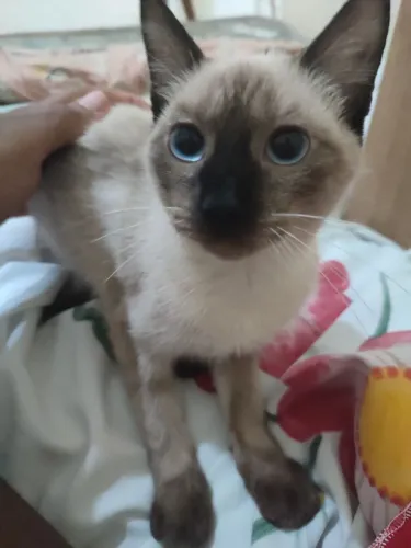 Dou gato siamês fêmea 5 meses