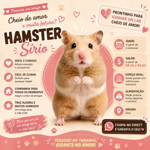 Hamster sírio