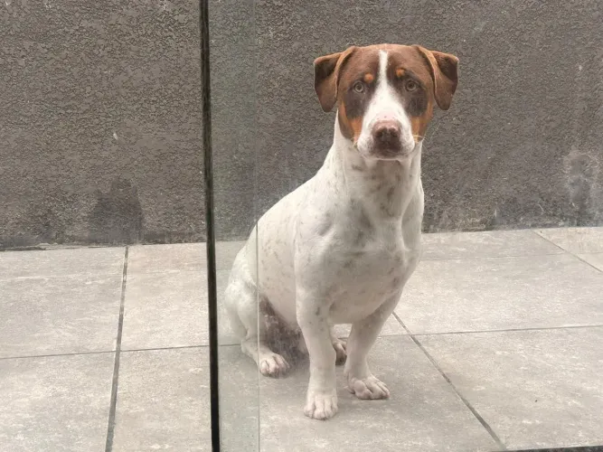 Doação responsável Pet porte médio
