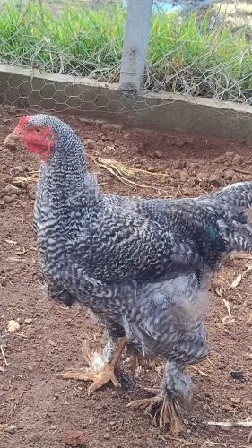 Frango Brahma