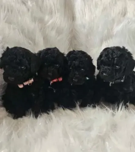 Poodle,Poodle Filhote Pronto para Novo Lar com Muito Carinho e Elegância