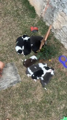 Border Collie
