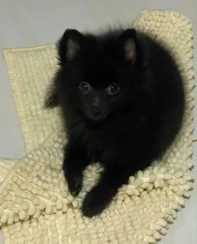 Spitz macho para cruzamento 