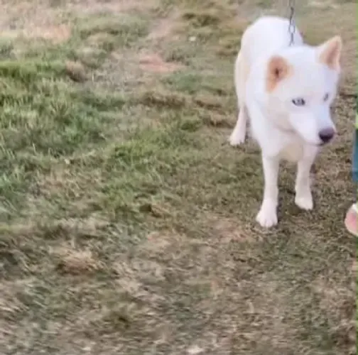 Linda fêmea husky siberiano 10 meses