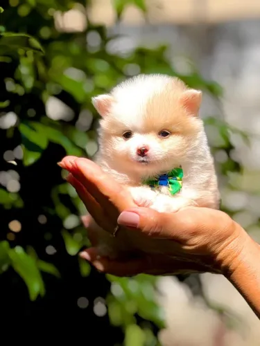 FILHOTE DE SPITZ ALEMÃO 