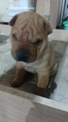 Filhotes Shar pei