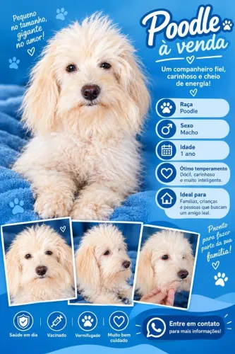 Poodle macho adulto