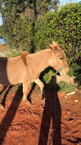 Vendo Burro 5 anos mansinho bom de andar