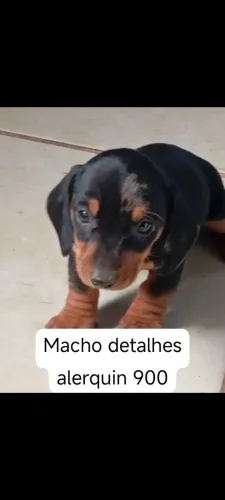 Basset 900 macho. Nasceu 25 /04 Pronto pra entrega  a partir de 01/06