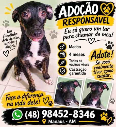 Doação de dog macho 4 meses 