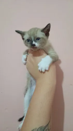 Doação de gato siamês 