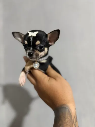 Chihuahua fêmea cabeça de maçã black tan 