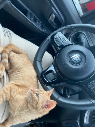 Adoção gatinha fêmea laranja 4 meses