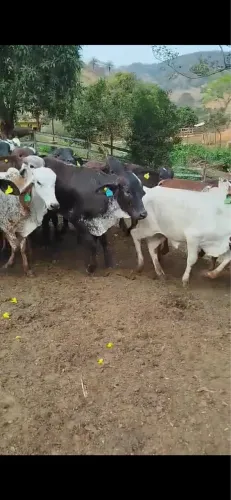 Bezerras e Novilhas Girolando