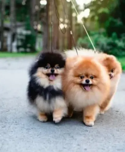 Spitz alemao fofo, alerta e com rabo em pompom puro encanto