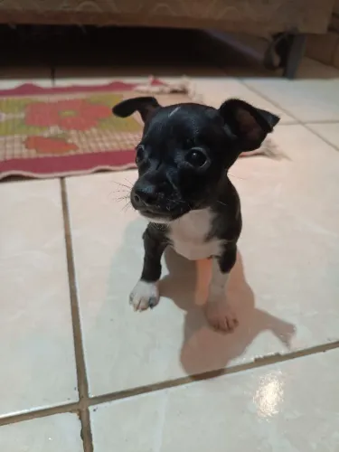 vendo um pinscher macho