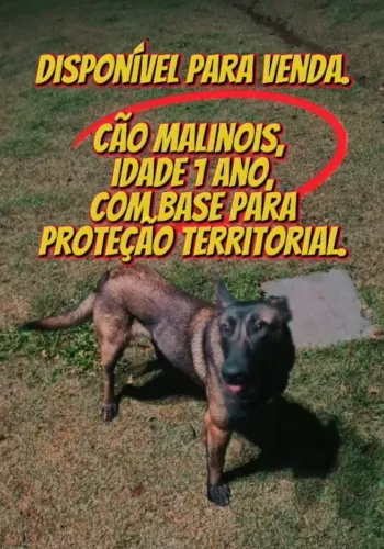 Cachorro Malinois