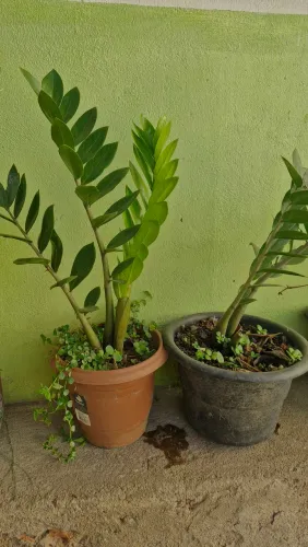 Lindas Zamiocucas