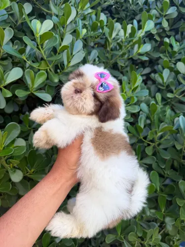 Shih tzu