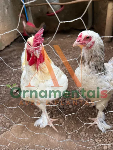 Casal de Galinhas Mestiças - (Brahma x Poedeira) 