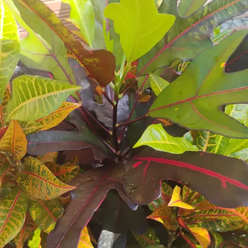 Vendo mudas de croton aparti de 20 reais