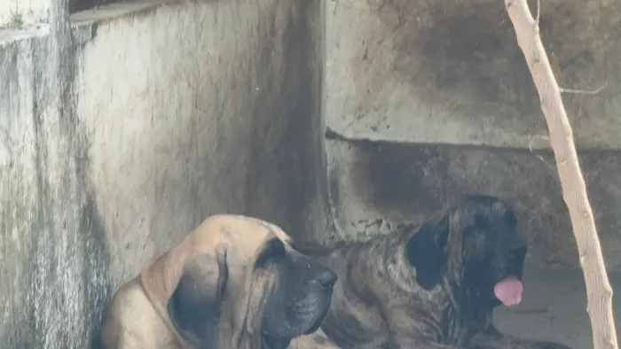 Vendem- se FILHOTES DE FILA BRASILEIRO - raça pura . Excelente linhagem com pedigree CBKC