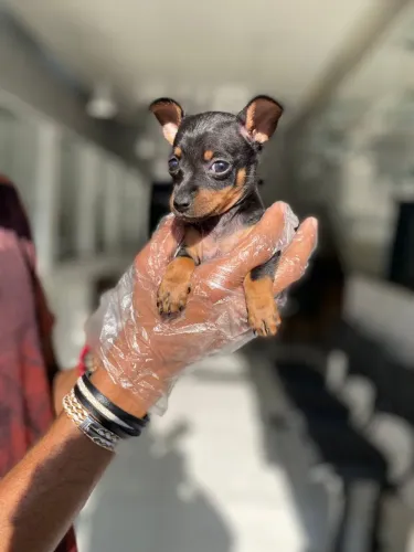 Filhotinha linda de Pinscher Miniatura caramelo