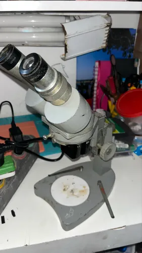 Microscópio binocular