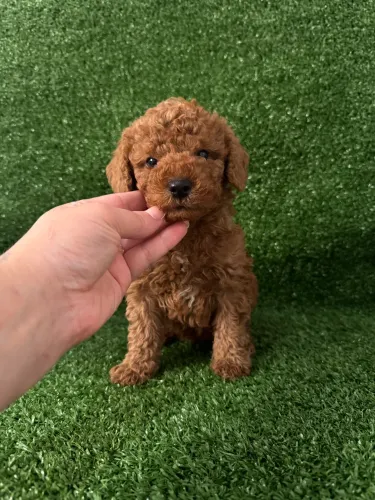     Poodle Toy Red Pequeno Porte e Excelente Procedência