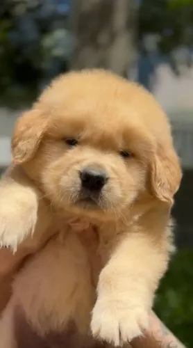Lindo Filhote de Golden Retriever Macho - Pelagem Dourada, Impecável e Saudável!