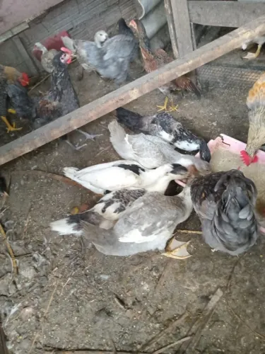 10 patos