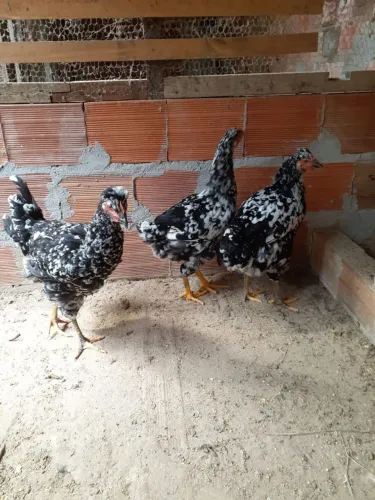 Frangas  gsb 