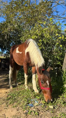 Vende-se cavalo