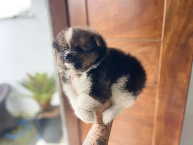 Perfeição machinho de spitz Alemão com Pedigree