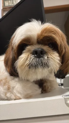Doação de cachorro 