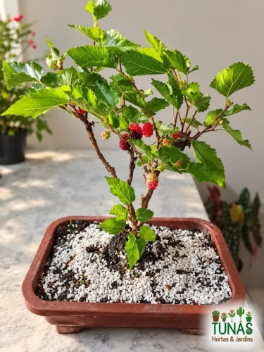 Bonsai de amora