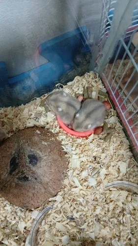 Hamster anão russo